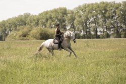 Chiquito PRE * 2016 & Bitless Art of Riding & Academic Art of Riding