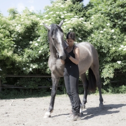 CHIRON PRE stallion, (*2015) pic. 1406 2017