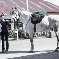 Chiquito PRE stallion